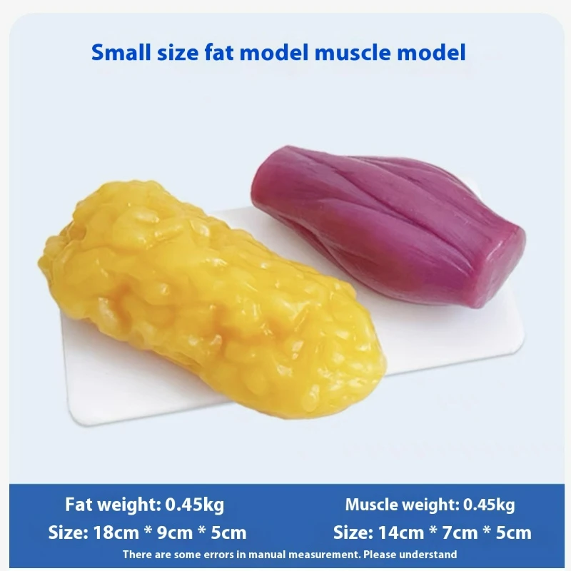 人間の筋肉と脂肪の模型 健康と減量のための栄養と科学 フィッ - Nutrition Of Fitness のレビューと価格